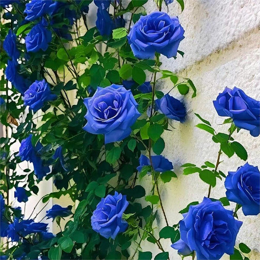 💙Blue Enchantress Rose Seeds