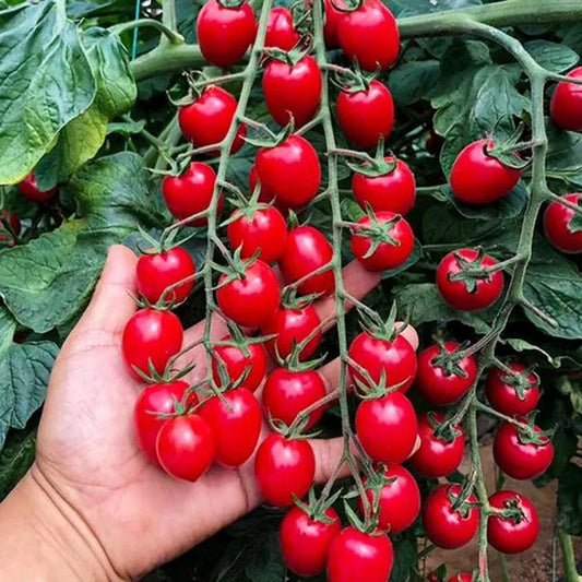 Waterfalls Cherry Tomato