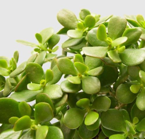 Lucky Jade Feng Shui Plant With Plastic Pot