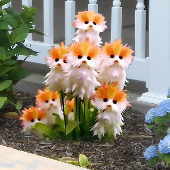 Cat Eye Dazzle Flower Seeds🌸 + Free Organic Pot Mix 100 Grams🌱