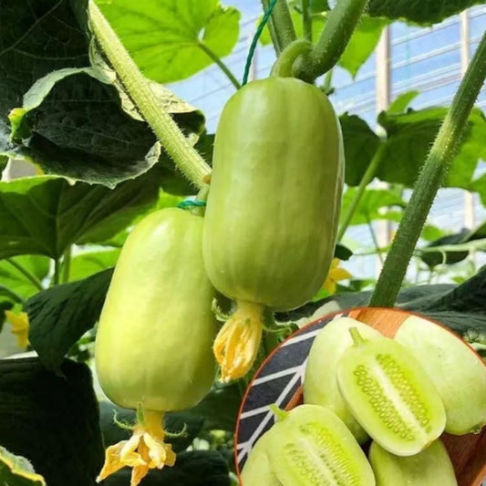 Golden Lady Cucumber