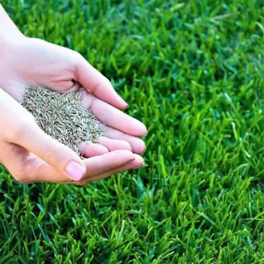Four Seasons Evergreen Dwarf Grass Seeds (Buy 1 Get 1 Free) + Free Fertilizer Inside