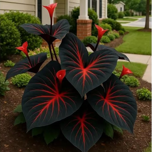 Rare Hosta Flower Seeds + 100 Grams Organic Potmix Free