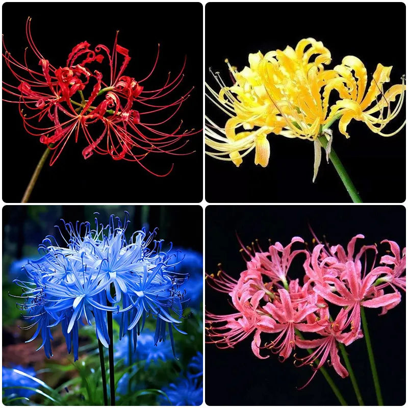 🌈 Spider Lily Bulbs-Multicolor