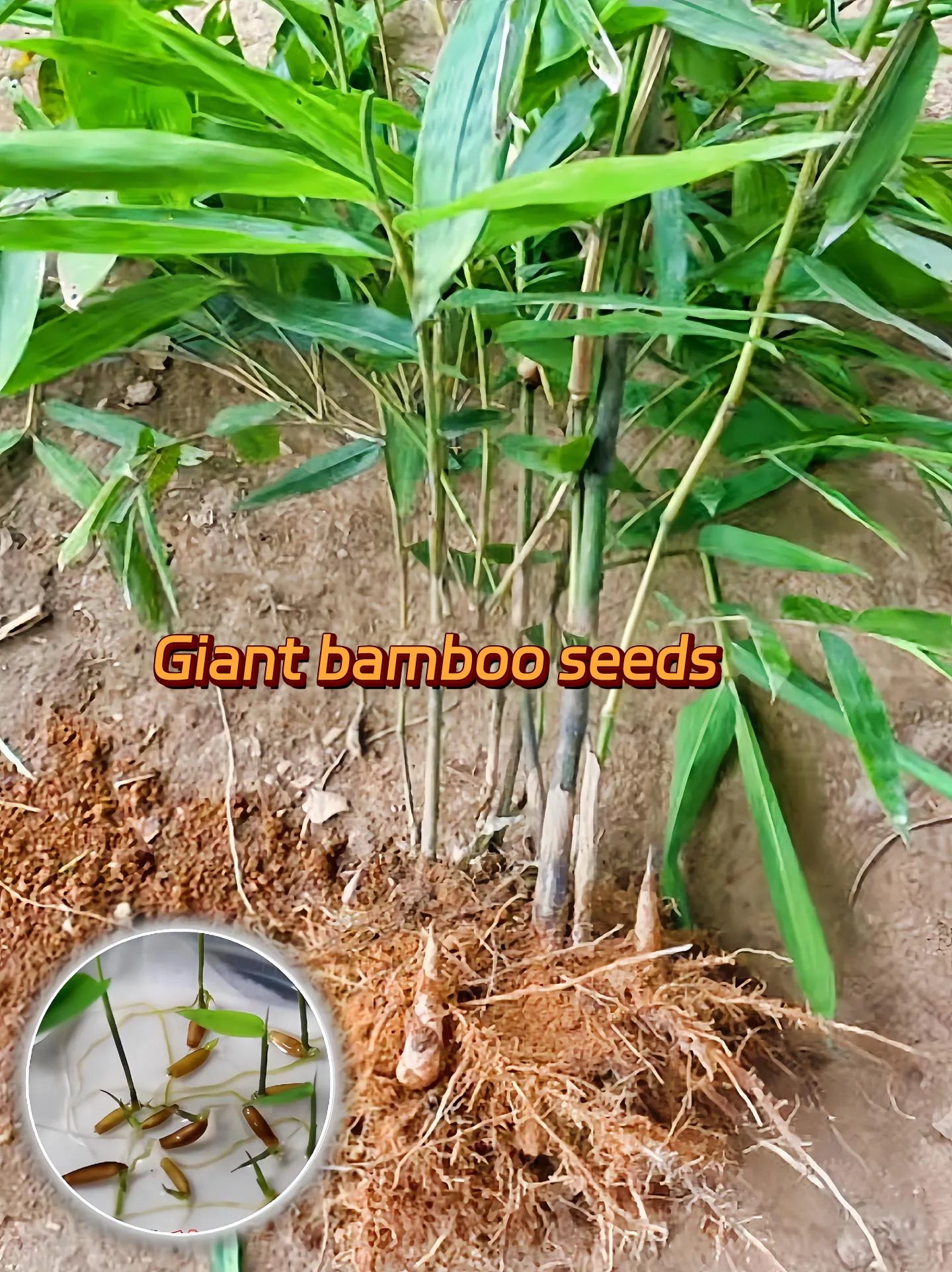 🎋 Rare Species Giant Bamboo Seeds – Wishlistt