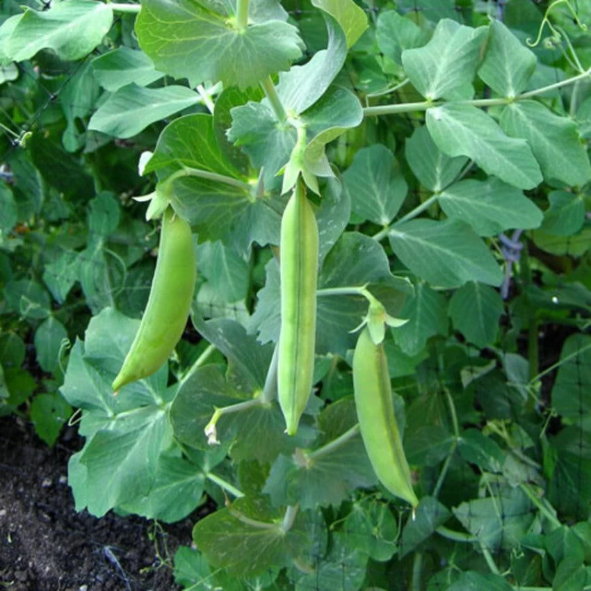 Organic Green Peas Seeds