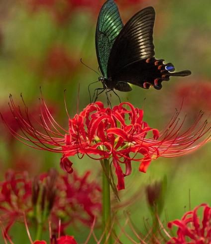 🌈 Spider Lily Bulbs-Multicolor