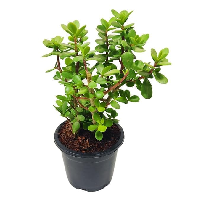 Lucky Jade Feng Shui Plant With Plastic Pot