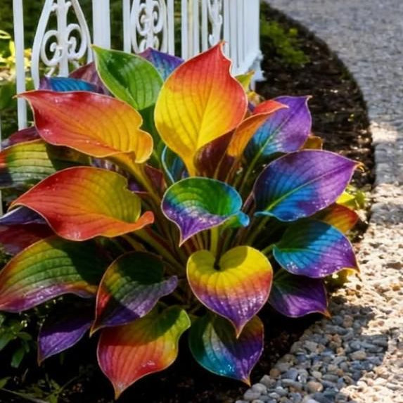 Rainbow Flame Hostas Seeds (Buy 20 Get 20) + Plant Growth Supplement