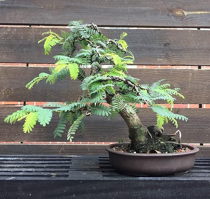 Sweet Tamarind Seeds (Free Pot Mixture 100 gm)