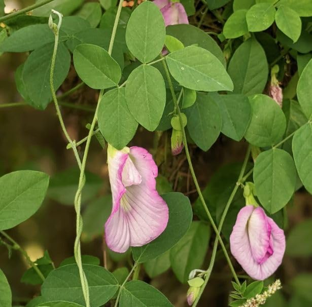 Beautiful Butterfly Pea Seeds