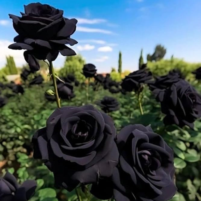 Black Rose Seeds + Free Plant Growth Serum
