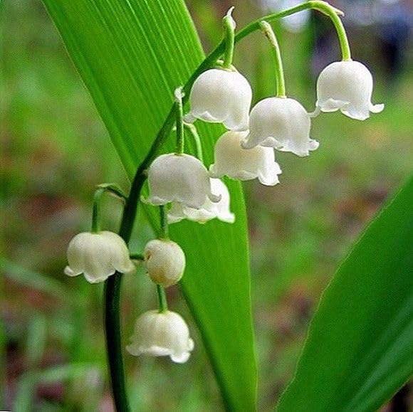 Lily Of The Valley Seeds(Buy 1 Get 1 Free)
