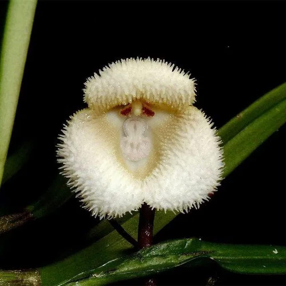 Monkey Face Flower Seeds