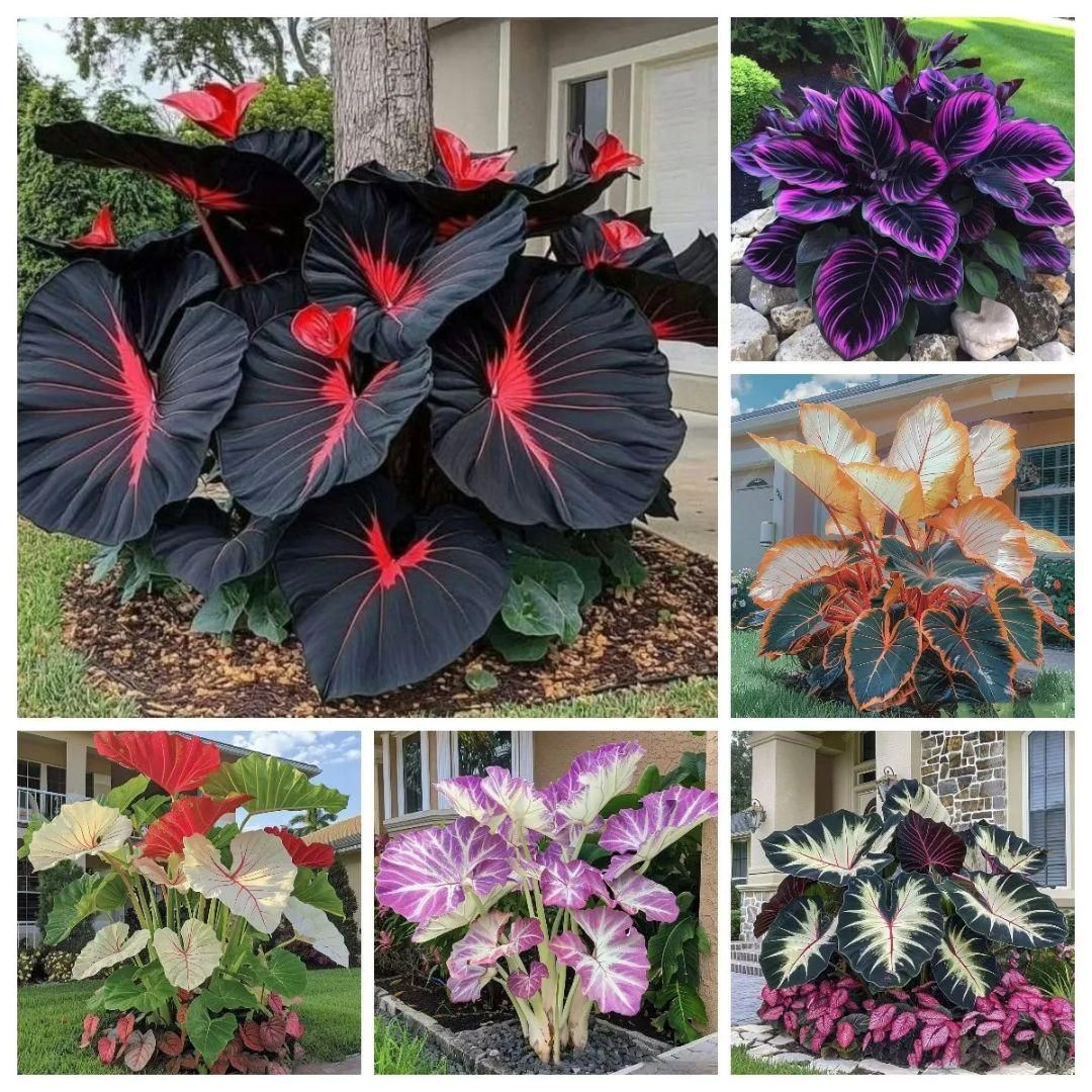 Rare Hosta Flower Seeds + 100 Grams Organic Potmix Free