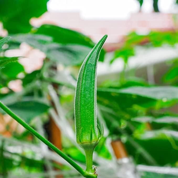 Organic High Yield Lady's Finger Seeds