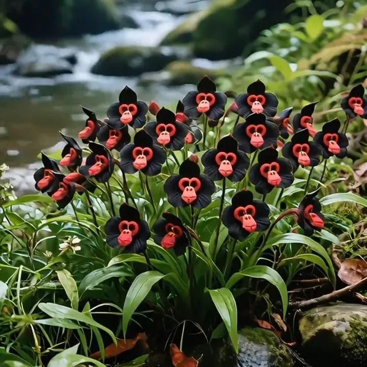 Monkey Face Flower Seeds