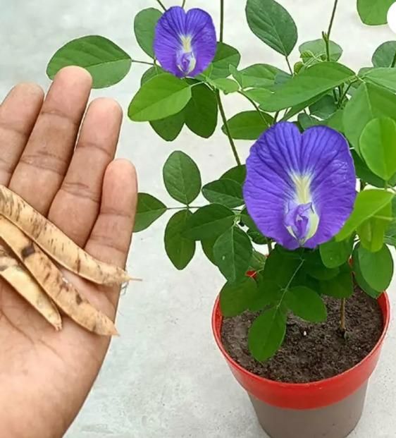 Beautiful Butterfly Pea Seeds