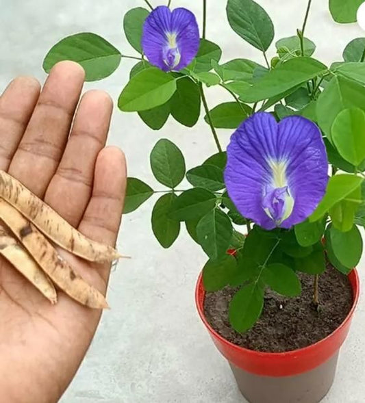 Beautiful Butterfly Pea Seeds
