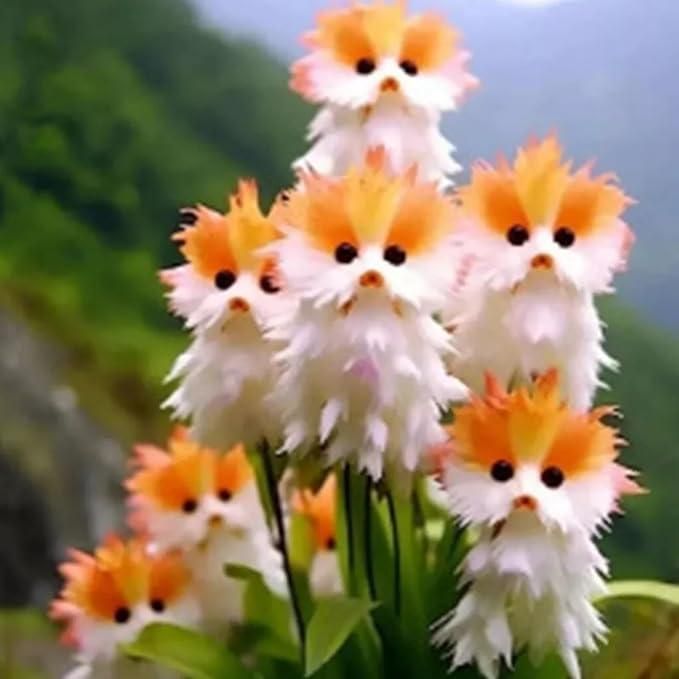 Cat Eye Dazzle Flower Seeds🌸 + Free Organic Pot Mix 100 Grams🌱
