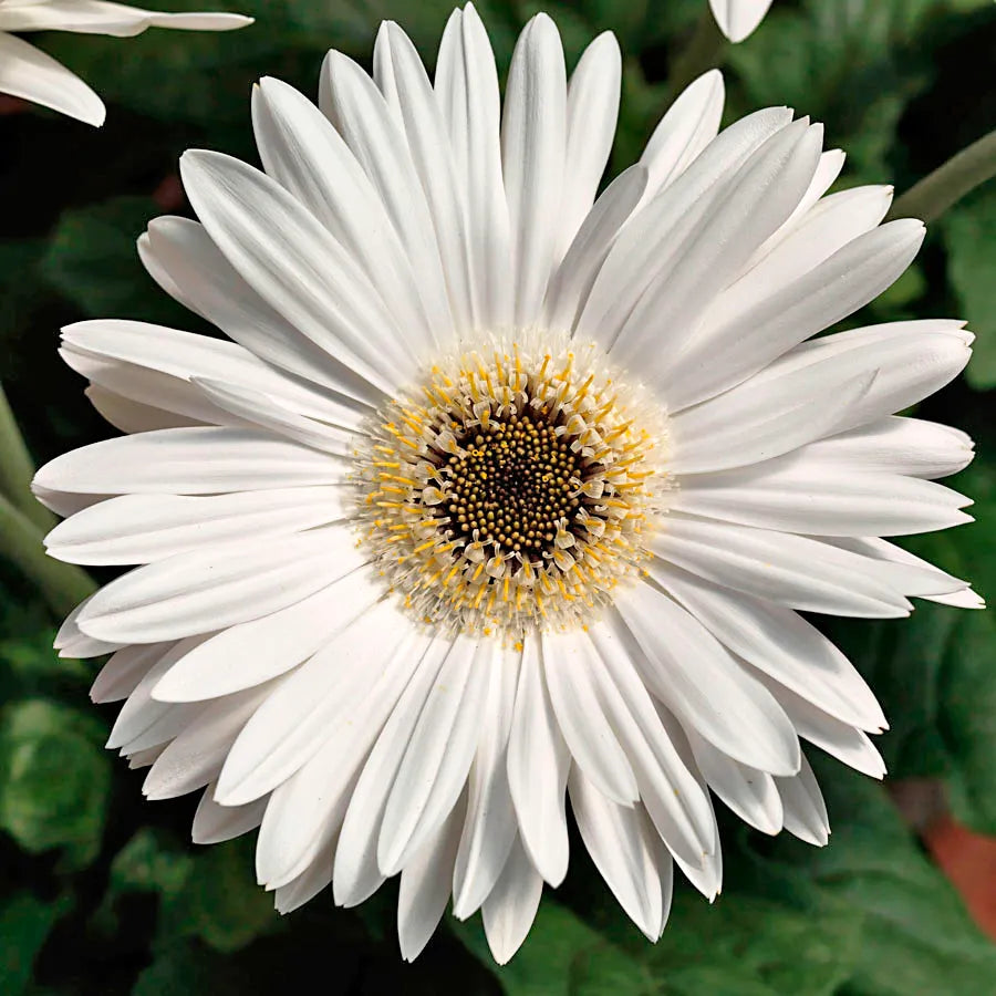Gerbera Mix Flowering Seeds🌼