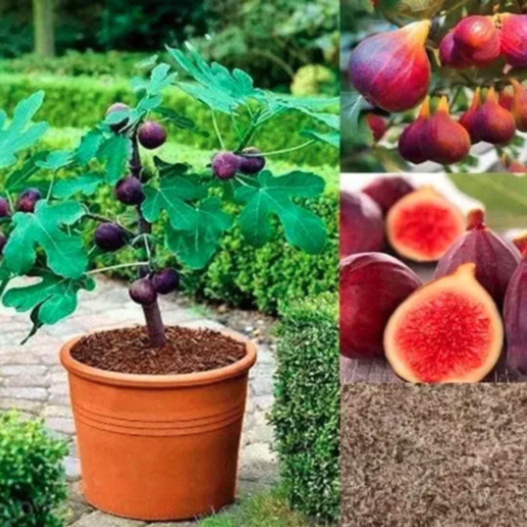 🍑Super Giant Fig Tree Seeds - The Sweetness of a Peach in Every Bite! 🌟