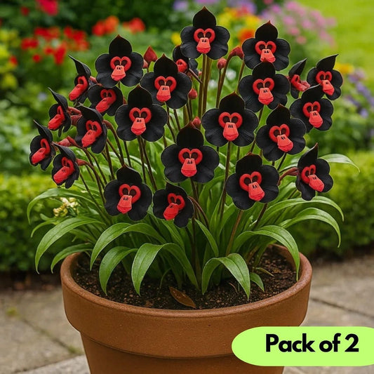 Monkey Face Flower Seeds