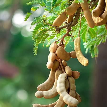 Sweet Tamarind Seeds (Free Pot Mixture 100 gm)