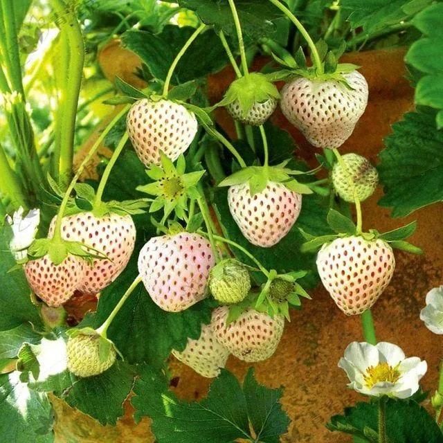 Rare White Strawberry Seeds