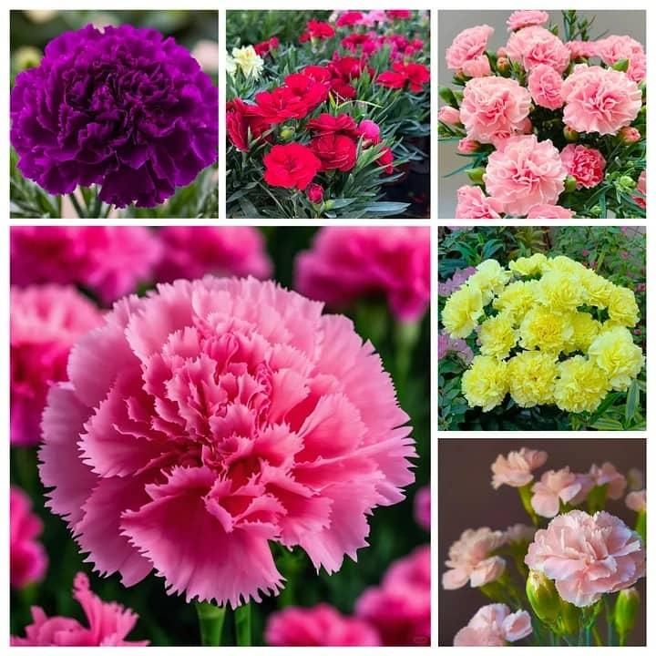 Multi-Colored Carnation Seeds + Free Pot Mixture 100 gm
