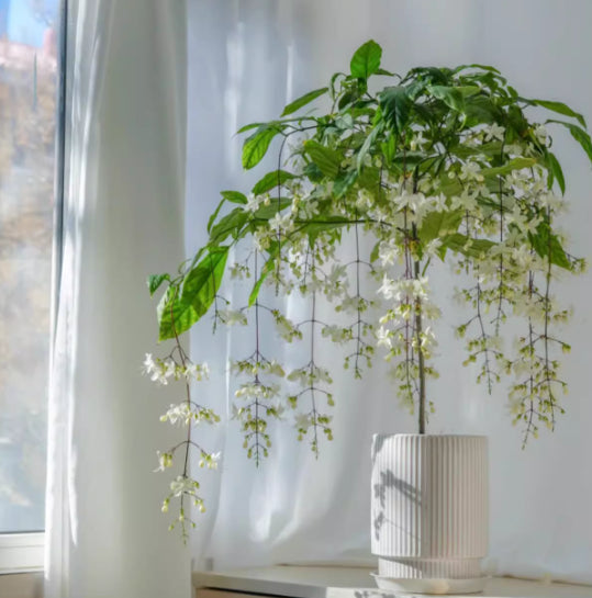 Hanging Jasmine Flower Seeds