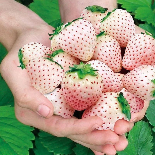 Rare White Strawberry Seeds