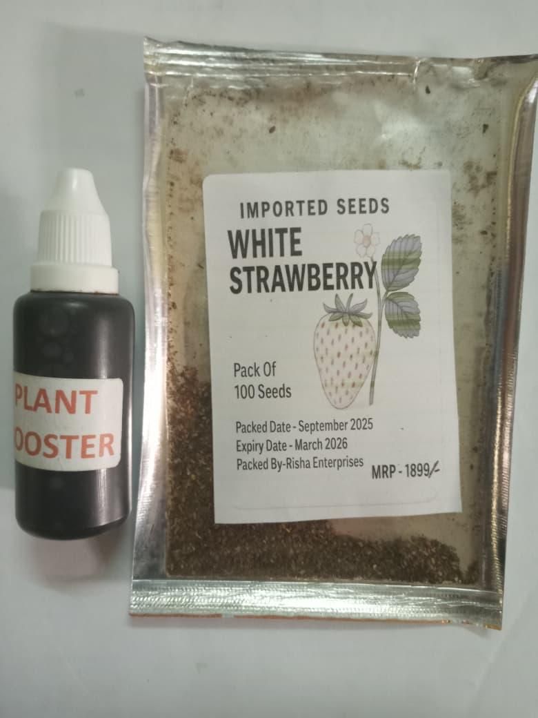 Rare White Strawberry Seeds