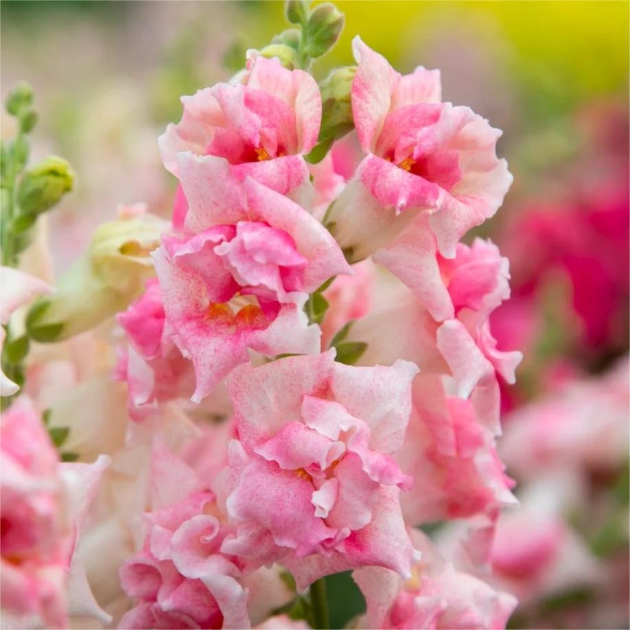 Snapdragon Seeds (Free Pot Mixture 100 gm)