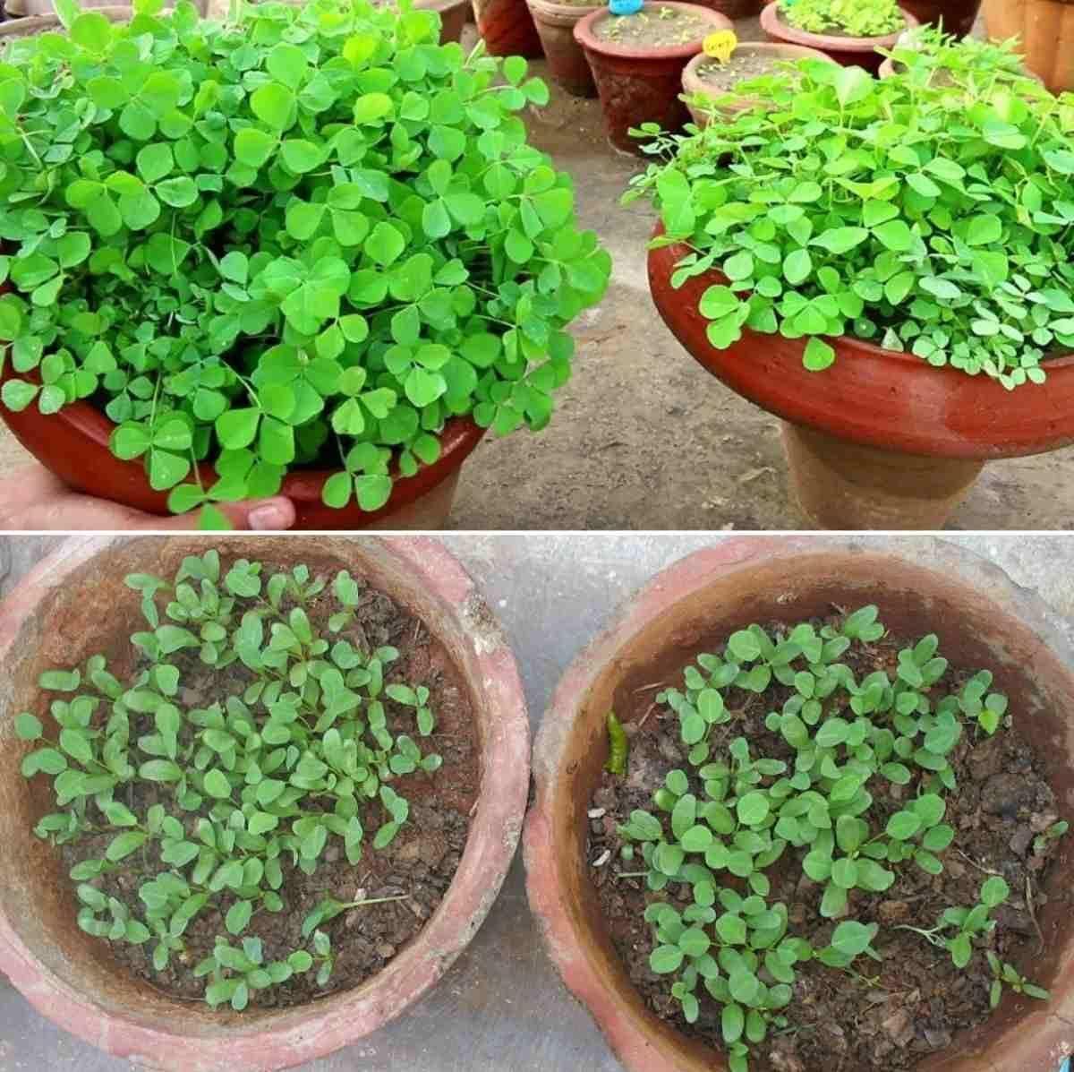 Methi Seeds