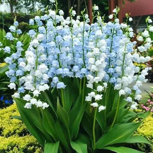Lily Of The Valley Seeds(Buy 1 Get 1 Free)