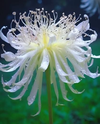 🌈 Spider Lily Bulbs-Multicolor