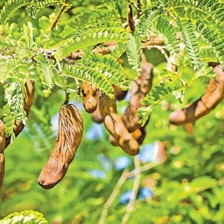 Sweet Tamarind Seeds (Free Pot Mixture 100 gm)