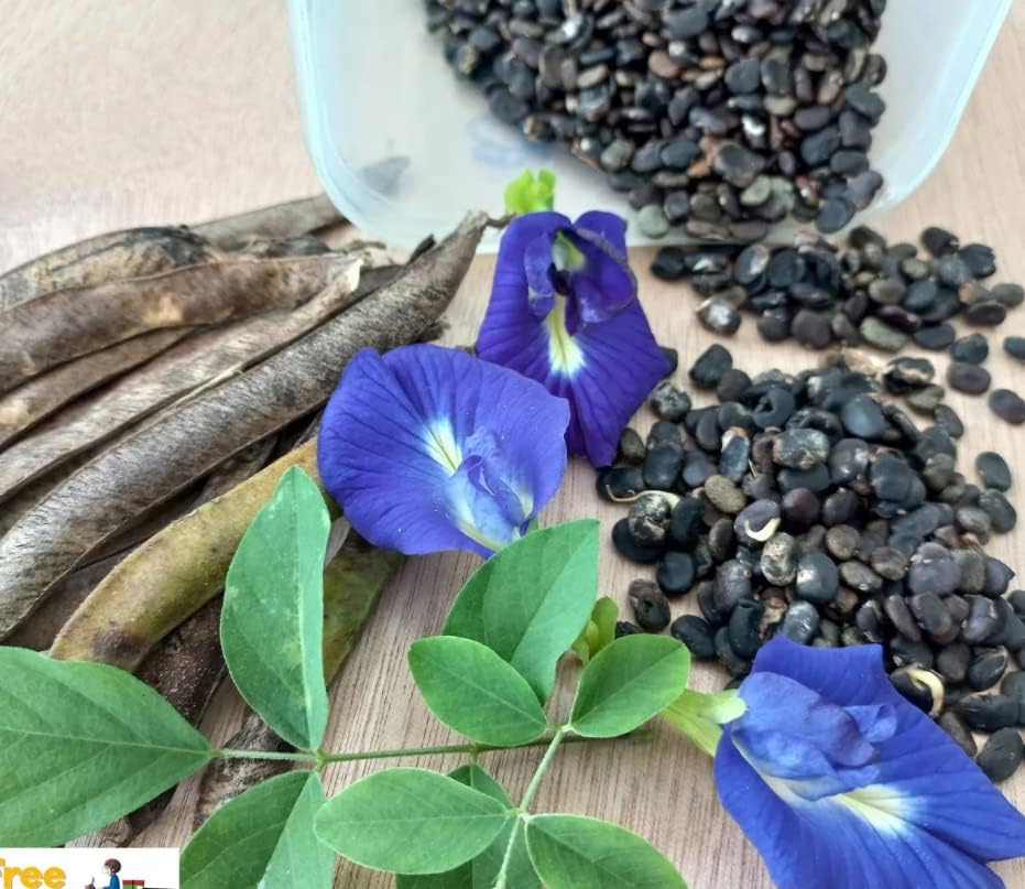 Beautiful Butterfly Pea Seeds