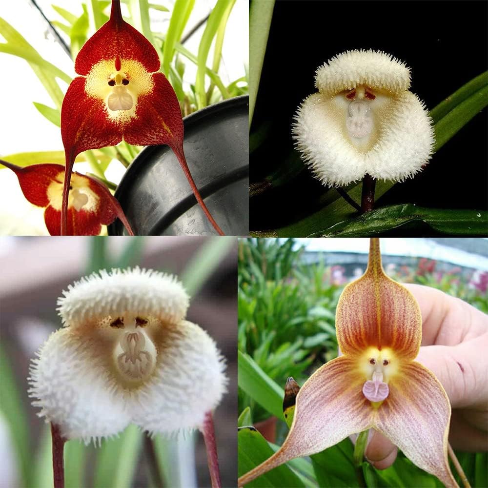 Monkey Face Flower Seeds