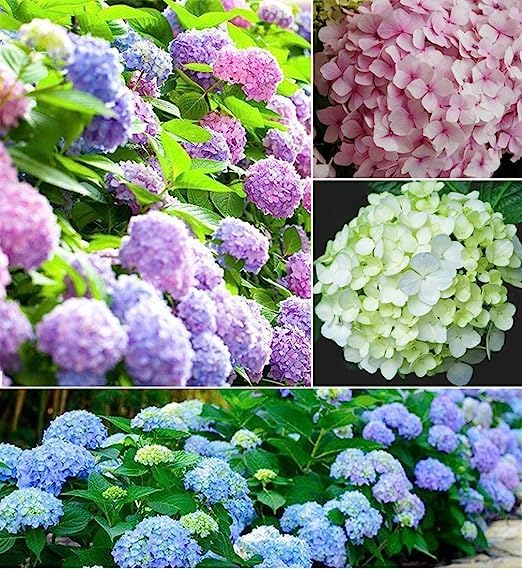 Mixed-Color Hydrangea Seeds