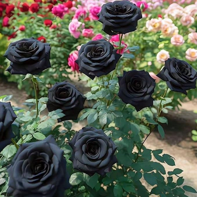 Black Rose Seeds + Free Plant Growth Serum