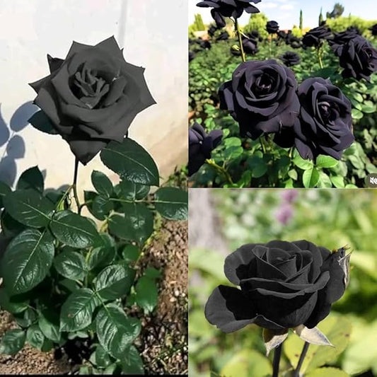 Black Rose Seeds + Free Plant Growth Serum