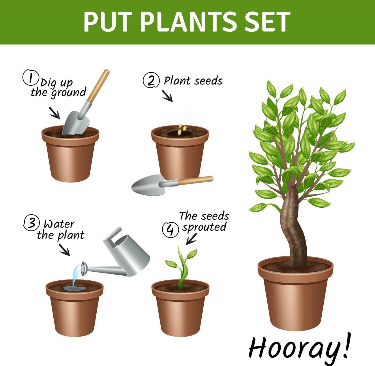 Beautiful Butterfly Pea Seeds