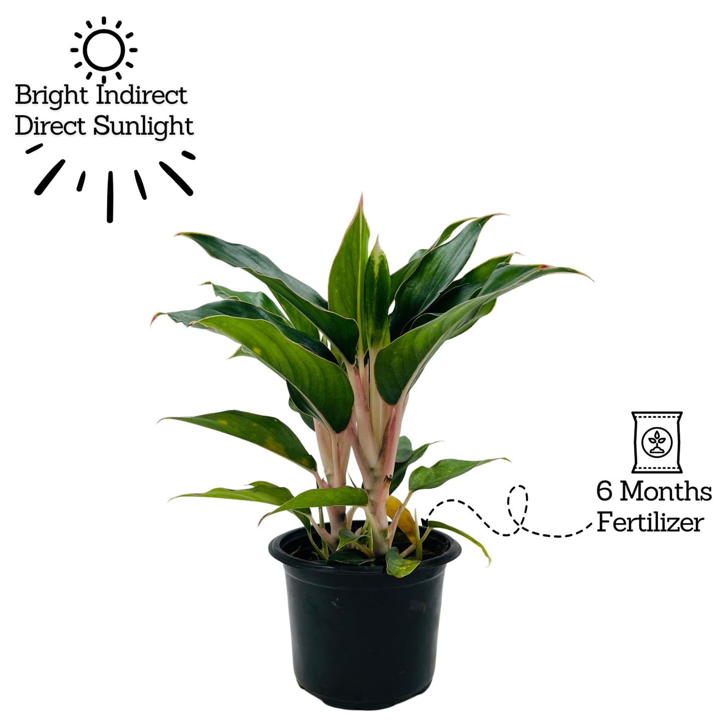 Aglaonema - Chinese Evergreen Plant With Plastic Pot