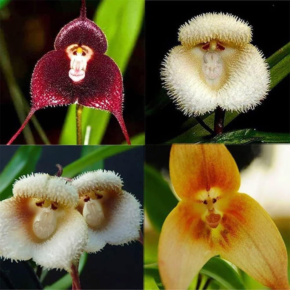 Monkey Face Flower Seeds