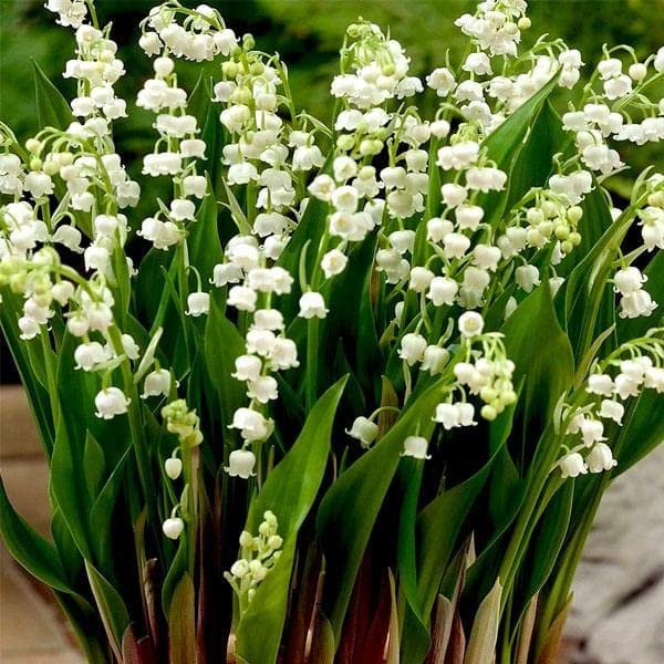 Lily Of The Valley Seeds(Buy 1 Get 1 Free)