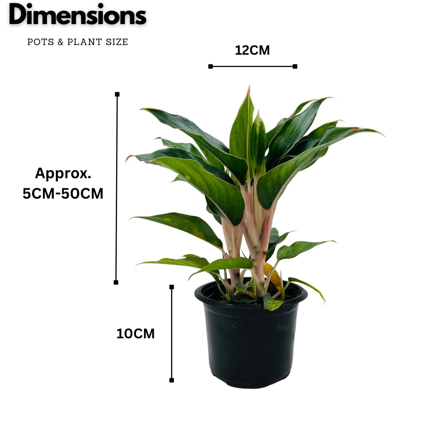 Aglaonema - Chinese Evergreen Plant With Plastic Pot