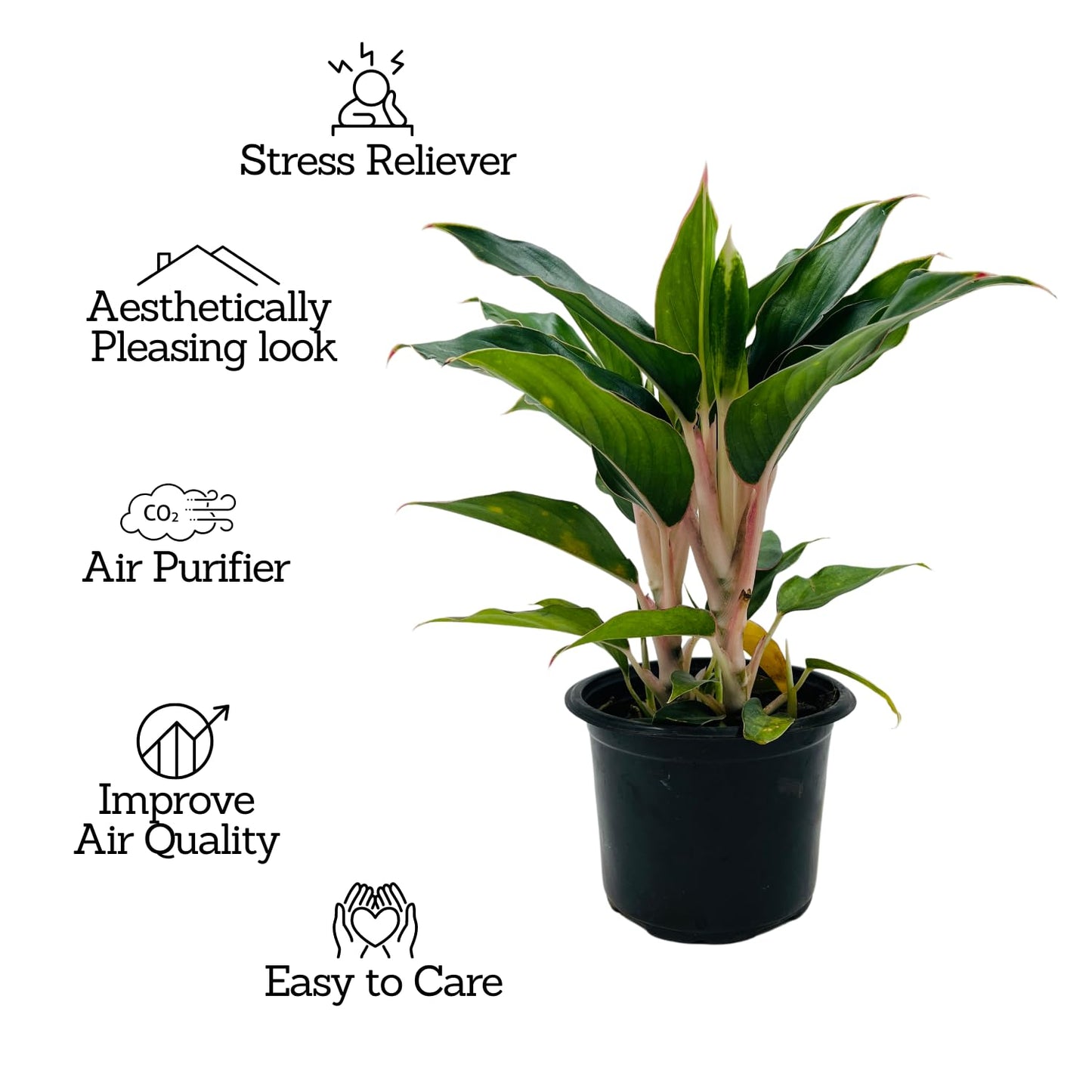 Aglaonema - Chinese Evergreen Plant With Plastic Pot