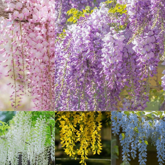 Wisteria Flower Seeds - The Garden's Cascading Beauty All Year Round